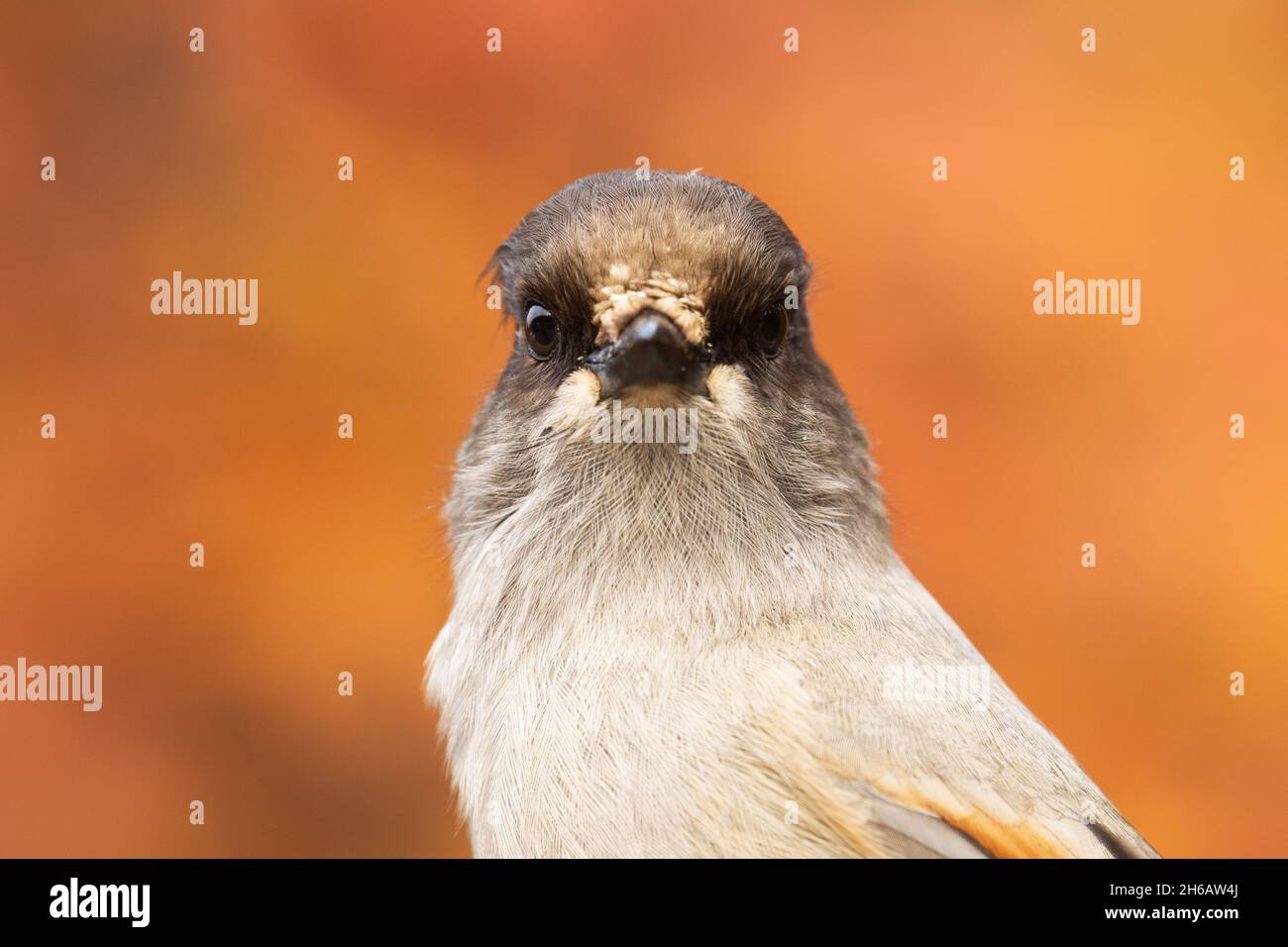 Bel ritratto di un uccello taiga gialle siberiane, Perisoreus infaustus nel mezzo di coloratissime foglie autunnali vicino a Kuusamo, Finlandia settentrionale. Foto Stock