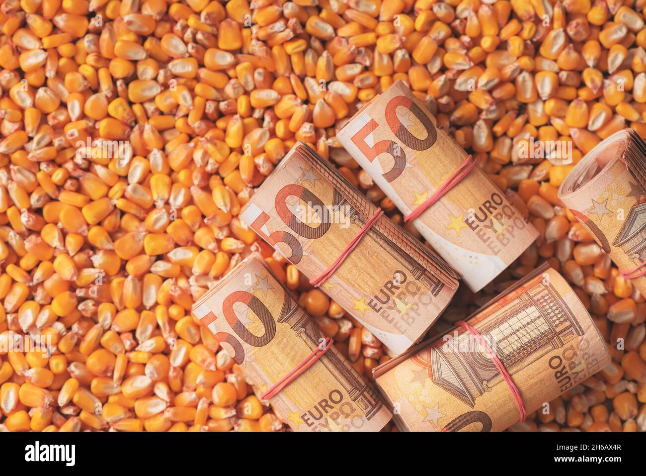 Cinquanta euro bankroll, rotolato moneta dell'Unione europea sopra raccolto mais grano mais, vista dall'alto Foto Stock
