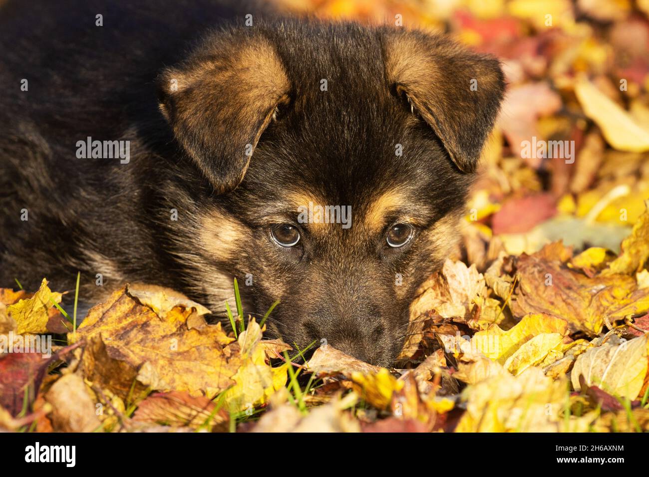 Piccolo cucciolo con occhi tristi dopo aver malfatto. Foto Stock