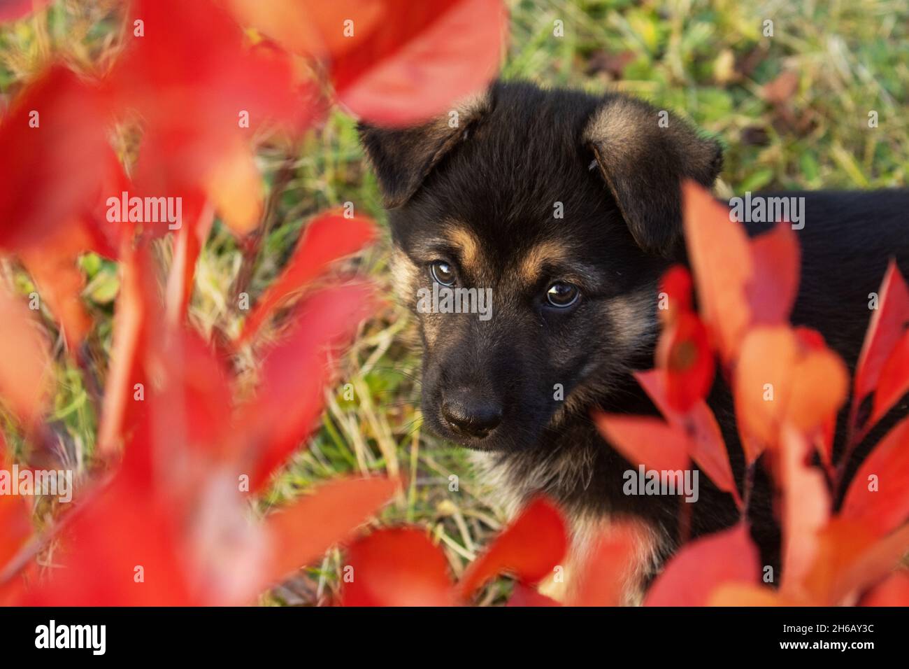 Piccolo cucciolo con occhi tristi dopo aver malfatto. Foto Stock