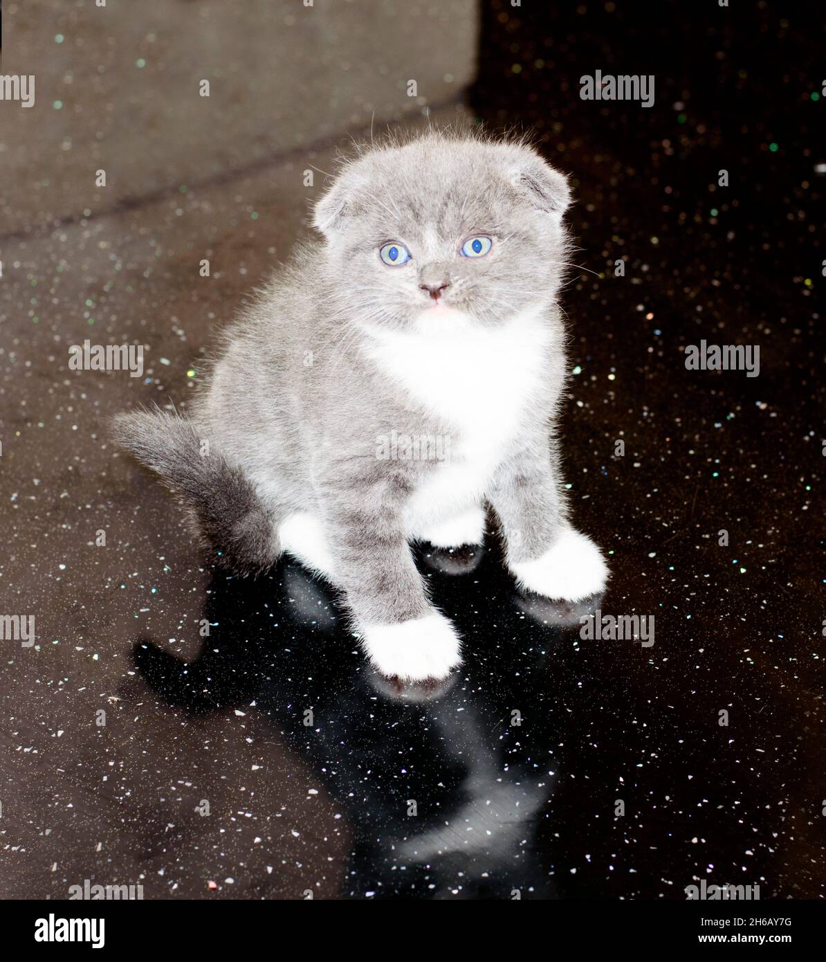 Bella scozzese fold bicolore gattino su sfondo nero stellato, cucciolo, gatti e gattini a tema, gattini in cucina Foto Stock