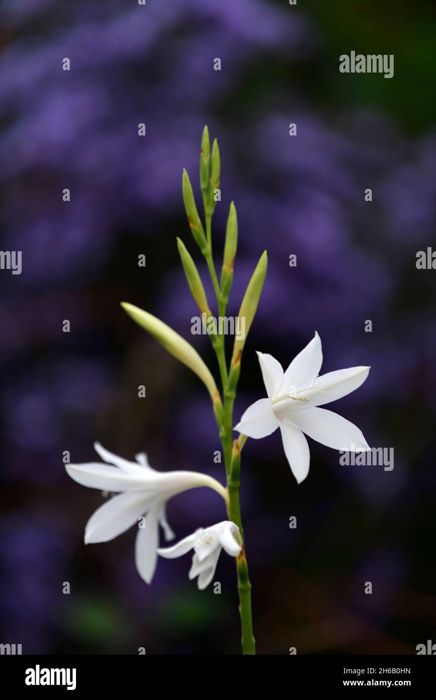 Watsonia borbonica ardernei,Watsonia borbonica subsp ardernei,fiore,fiore,fiore,fiore,Giglio di Capo Horn,Carlow di Astro,Symphyotrichum Carlow piccolo,o Foto Stock