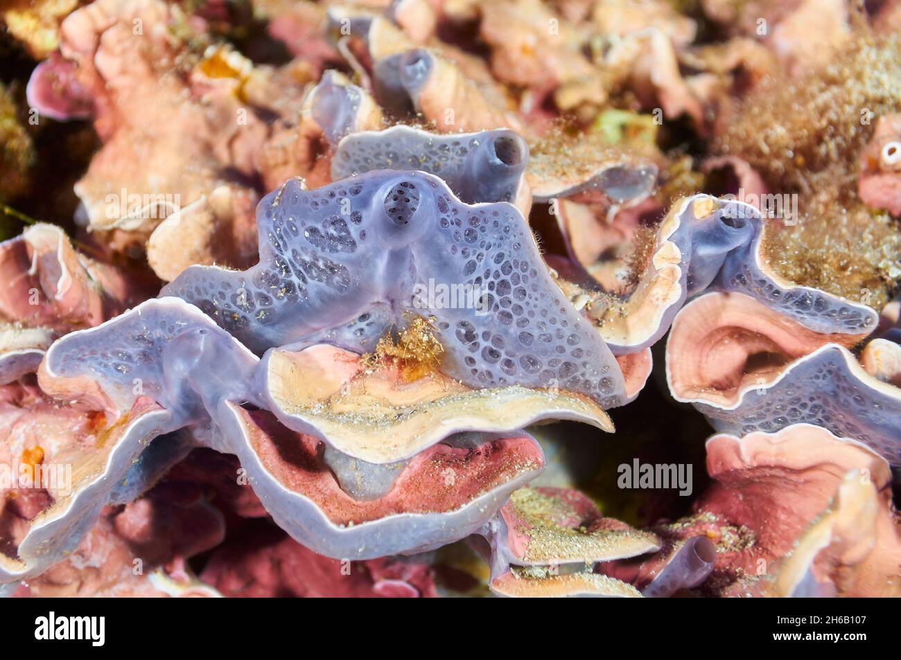 Spugna arrugginita bluastra (Phorbas tenacious) e alga rossa corallina (Mesophyllum lichenoides) nel Parco Naturale di Ses Salines (Mar Mediterraneo, Spagna) Foto Stock