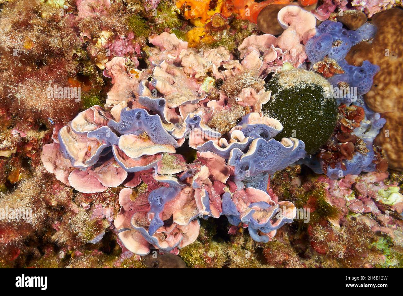 Spugna arrugginita bluastra (Phorbas tenacious) e alga rossa corallina (Mesophyllum lichenoides) nel Parco Naturale di Ses Salines (Mar Mediterraneo, Spagna) Foto Stock