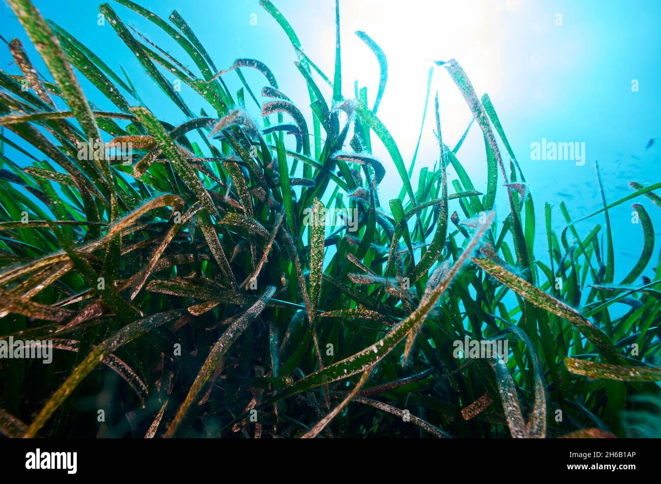 Scena subacquea del Nettuno (Posidonia oceanica) lascia sotto la luce del sole nel Parco Naturale di Ses Salines (Formentera, Mar Mediterraneo, Spagna) Foto Stock