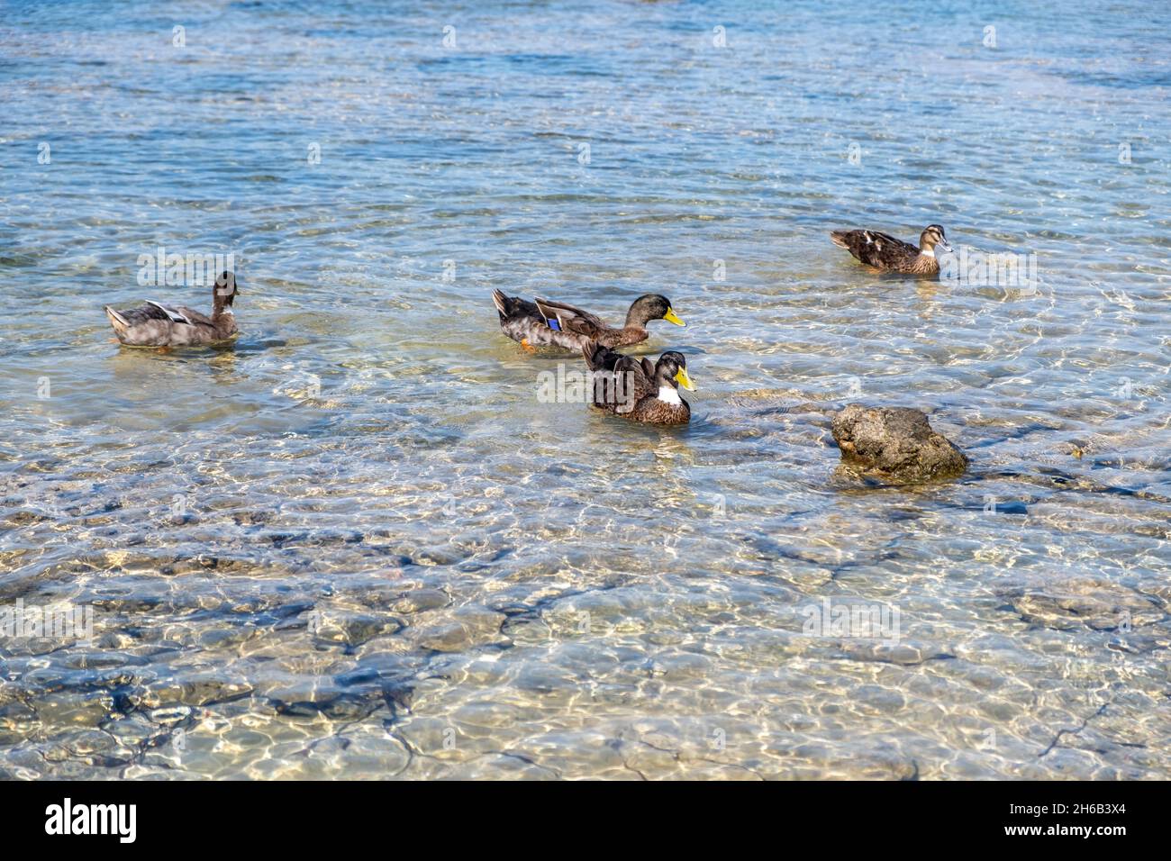 Anatre e drappi selvaggi, platyrhynchos anas, colorato con becco giallo nuotare in mare trasparente blu chiaro. Specie autoctone di uccelli acquatici, animali bi Foto Stock