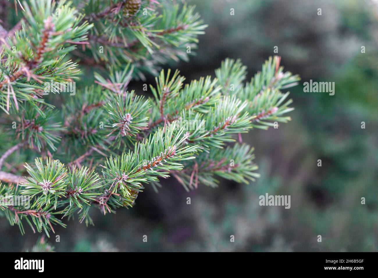 Rami di un firtree in una foresta, simbolo di Capodanno, vista laterale Foto Stock