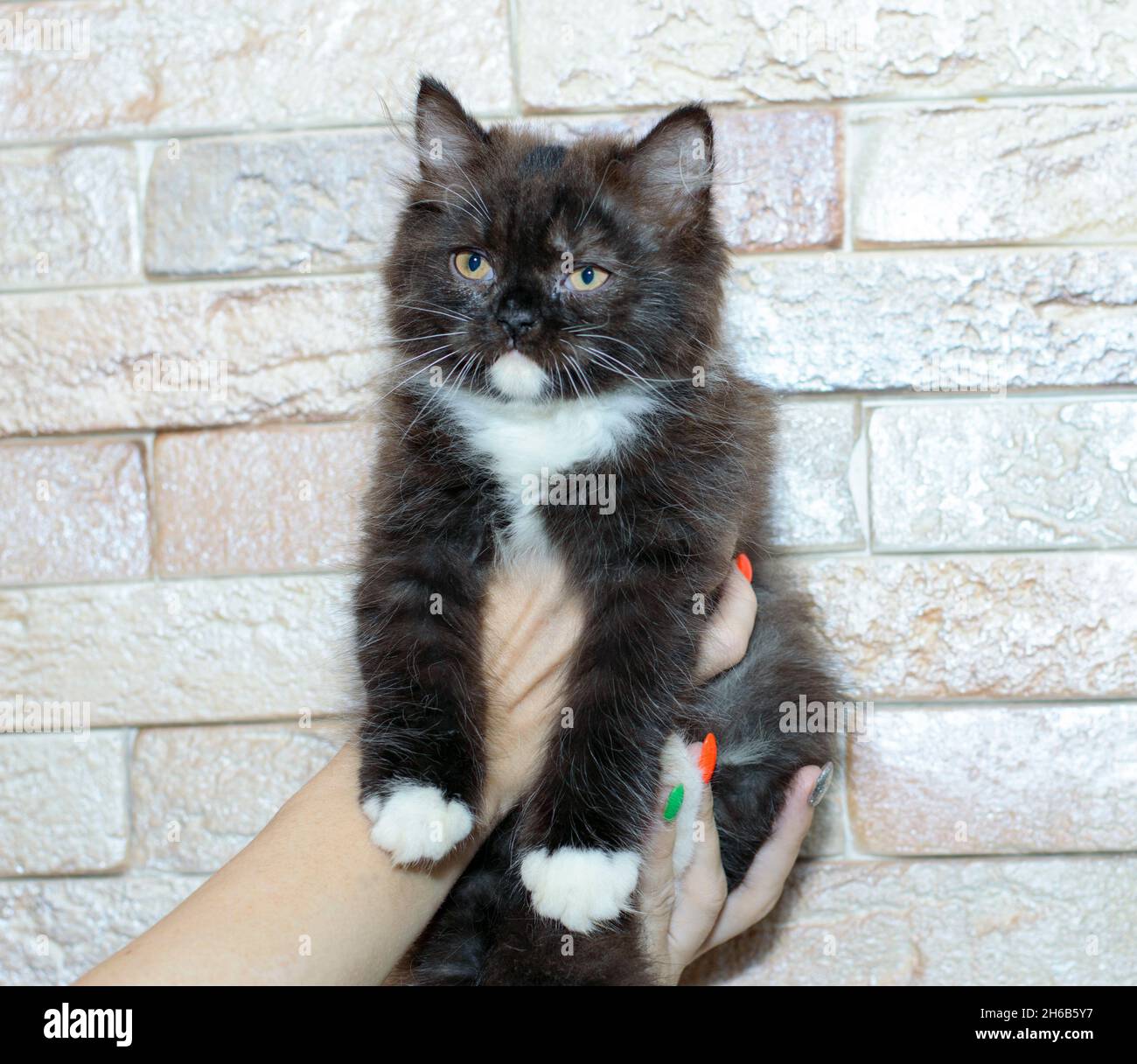 Gattino bruno bicolore scozzese delle Highland in mano, gatti e gatti a tema in casa, animali domestici le loro foto e la loro vita Foto Stock