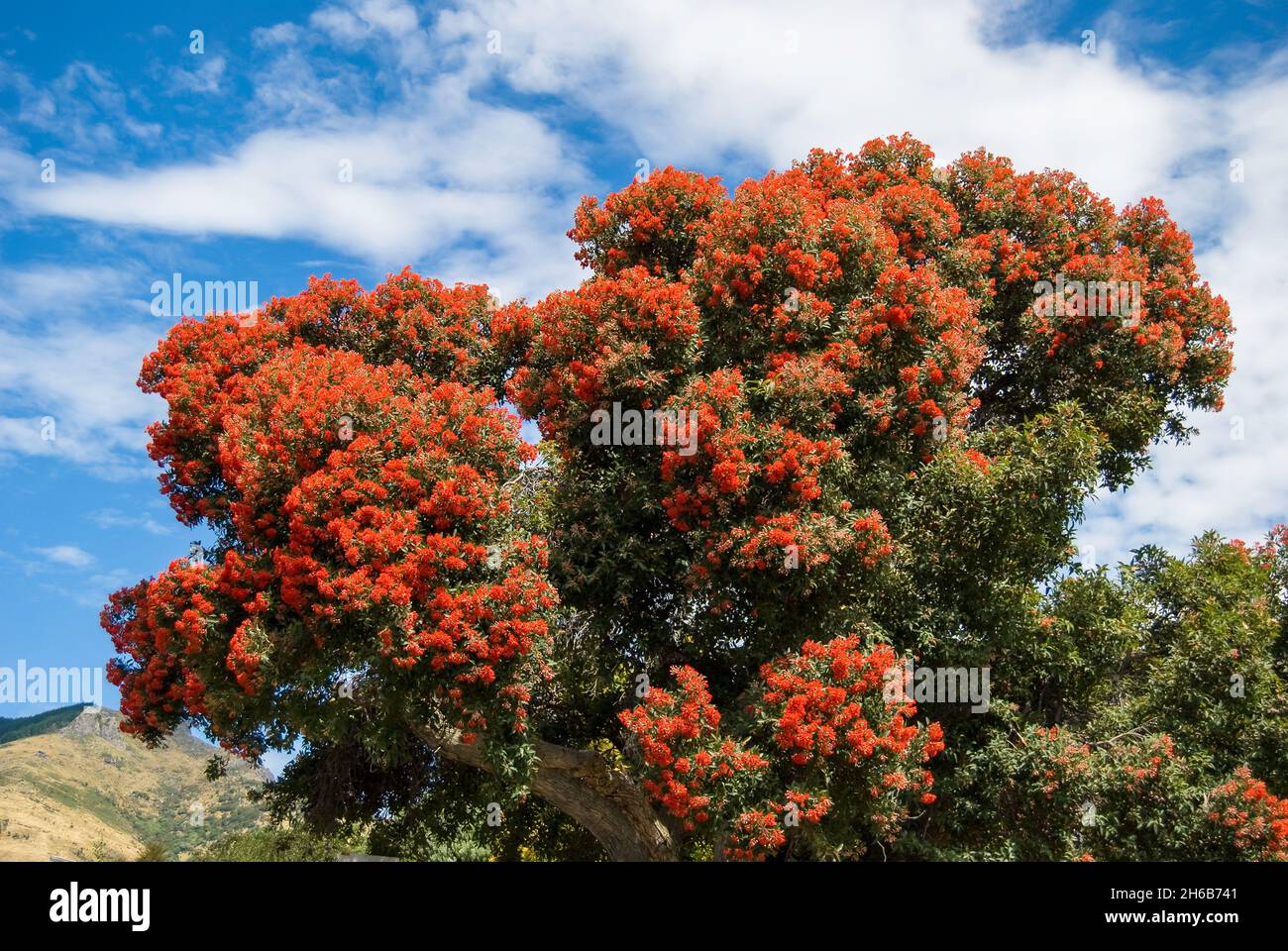 Albero gigante di Pohutukawa (Metrosideros excelsa), Akaroa, Penisola di Banks, Canterbury, nuova Zelanda Foto Stock