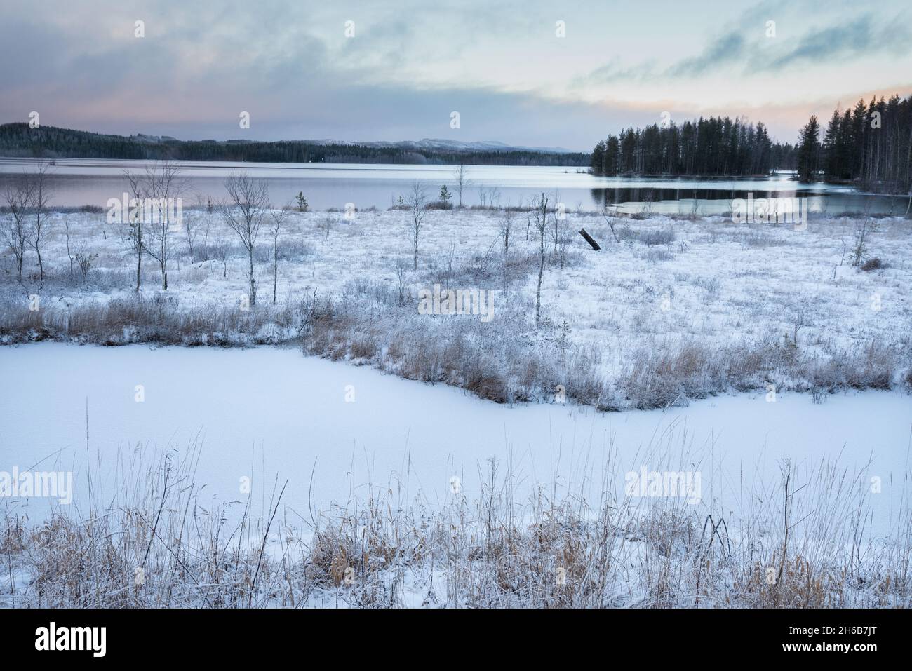Paesaggio invernale con alberi e creste ricoperti di gelo, fiume Pielisjoki, Finlandia Foto Stock