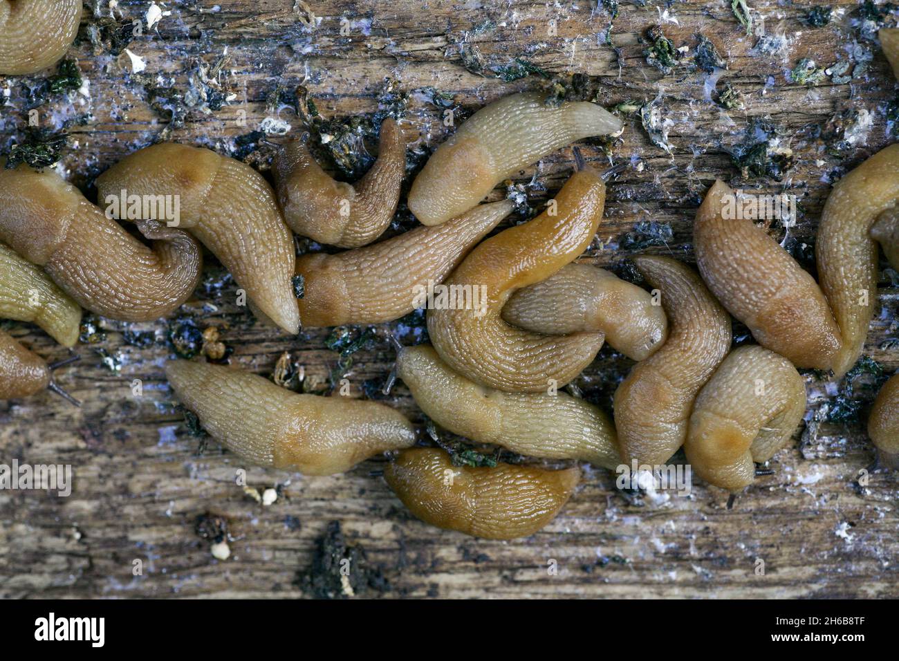 lumache nel giardino del coltivatore. Un grande gruppo di guai di Gastropoda che si nascondono accanto ad un orto in giardino. Pesti di brocche che rovinano il raccolto di piante e frutti. Foto Stock