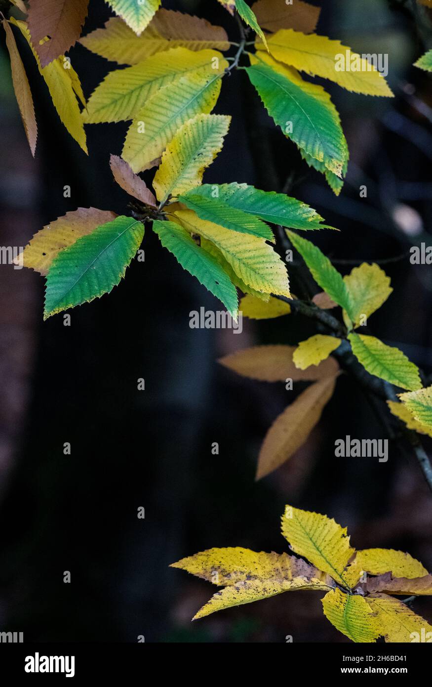 Foglie dell'albero di Castagno dolce. Foto Stock