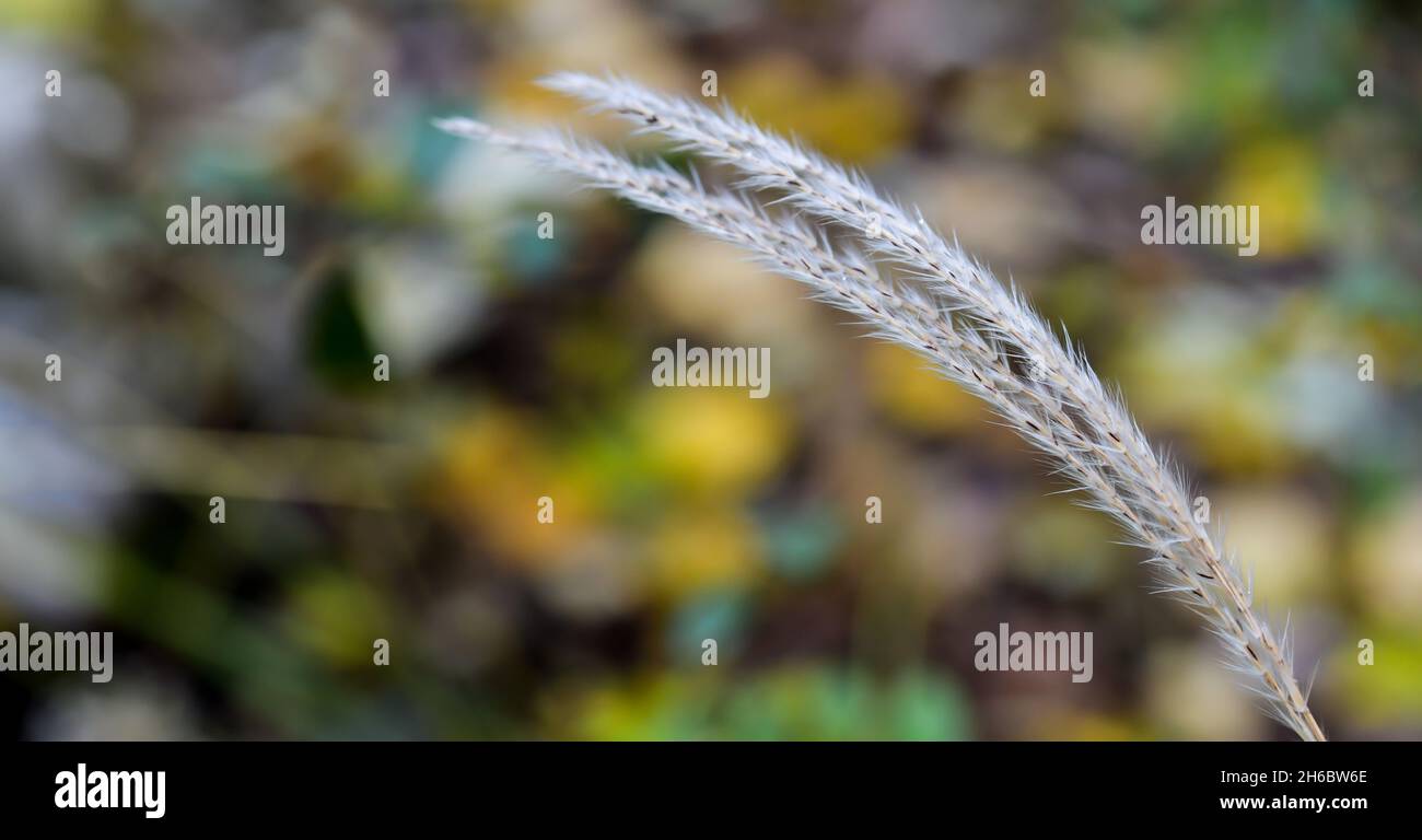 Primo piano di erbe alte in autunno Foto Stock