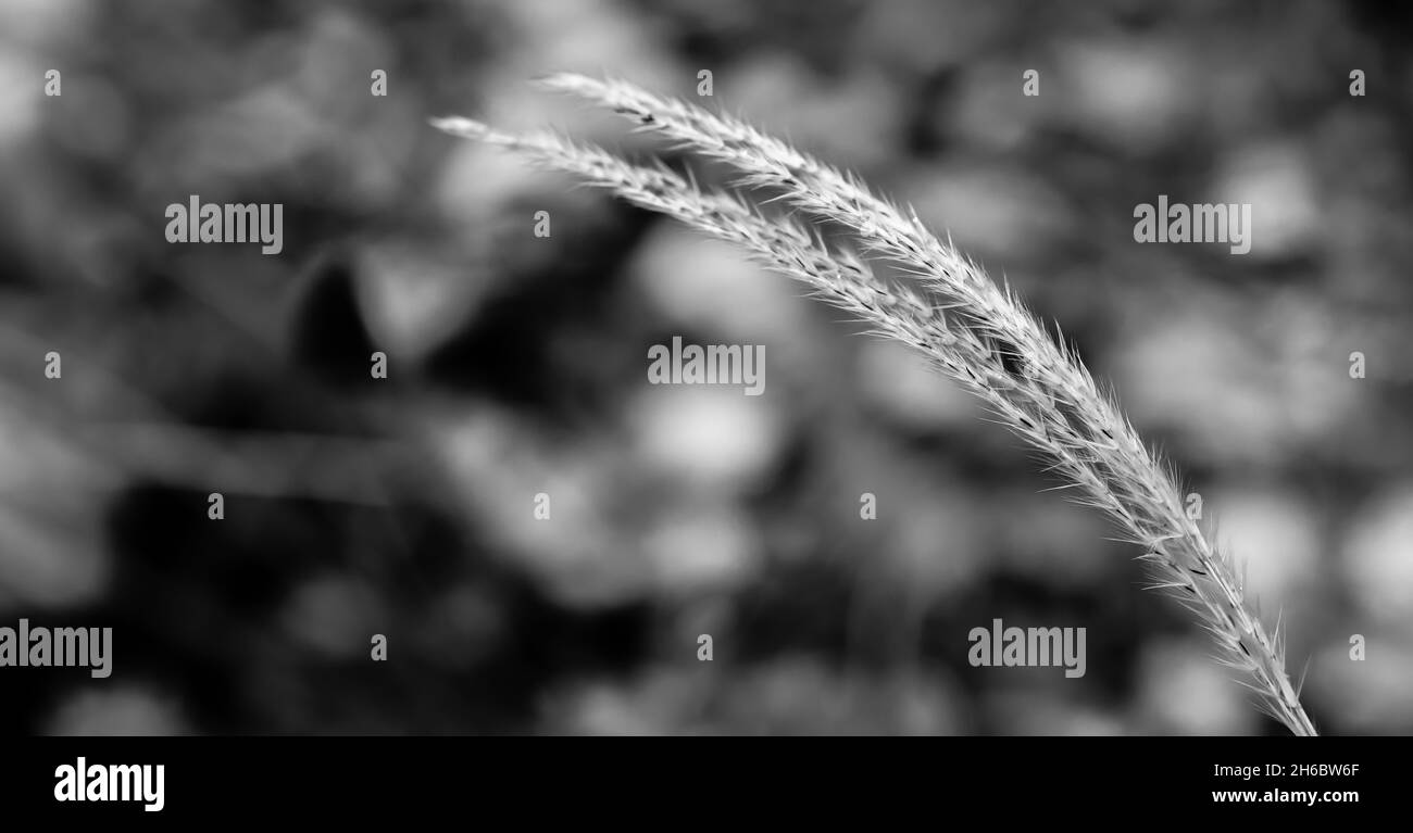 Primo piano di erbe alte in autunno Foto Stock