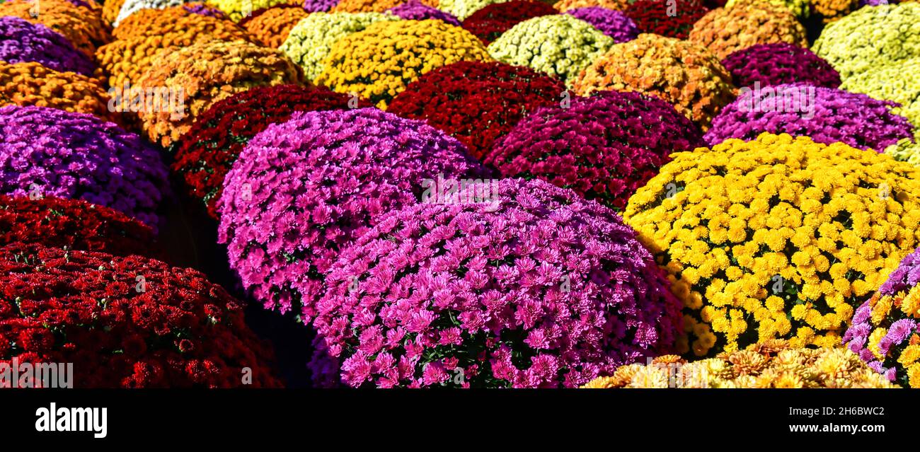 Fiori d'autunno in un gruppo al mercato Foto Stock