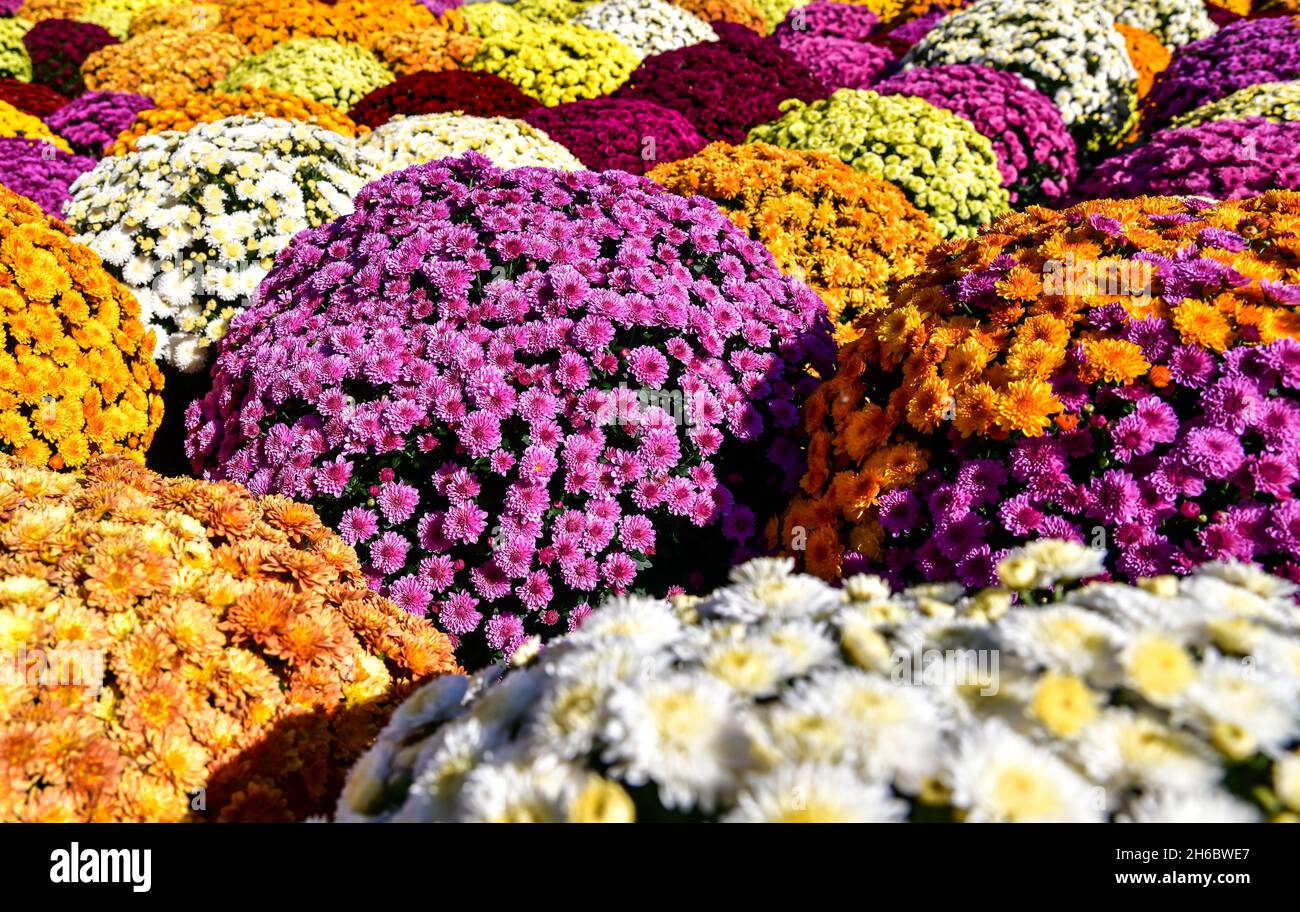 Fiori d'autunno in un gruppo al mercato Foto Stock