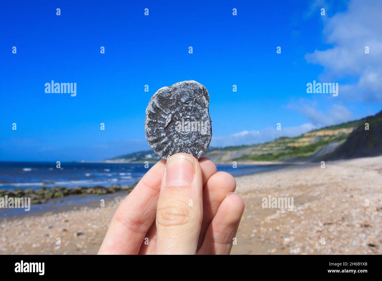 Una mano che tiene una caccia fossile-fossile a Dorset sulla costa Jurassic Foto Stock