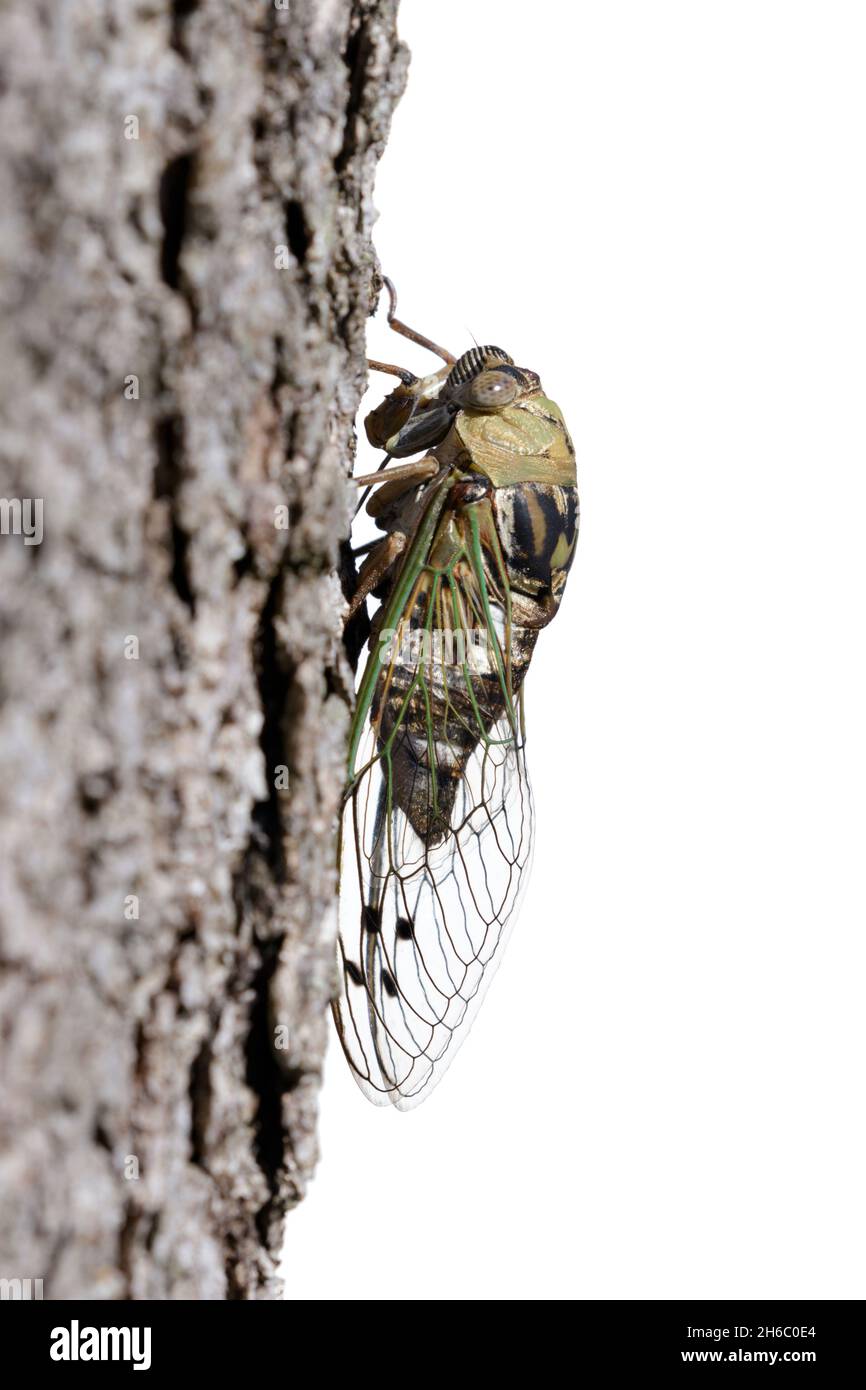Resh cane-giorno cicada maschio (Megatibicen resh) su tronco d'albero, isolato su sfondo bianco, vista laterale Foto Stock
