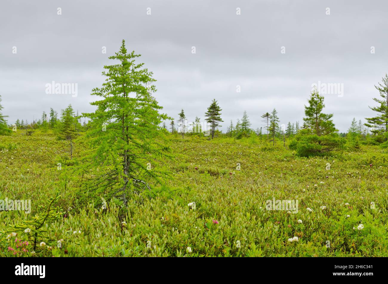 New Brunswick costa nel periodo estivo Foto Stock