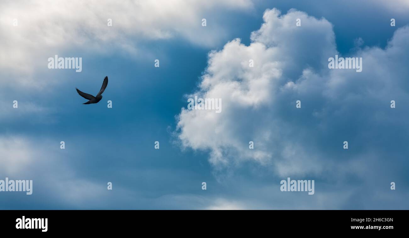 Un singolo uccello sta volando verso i raggi di luce Con nuvole bianche in un cielo crepuscolo blu Foto Stock