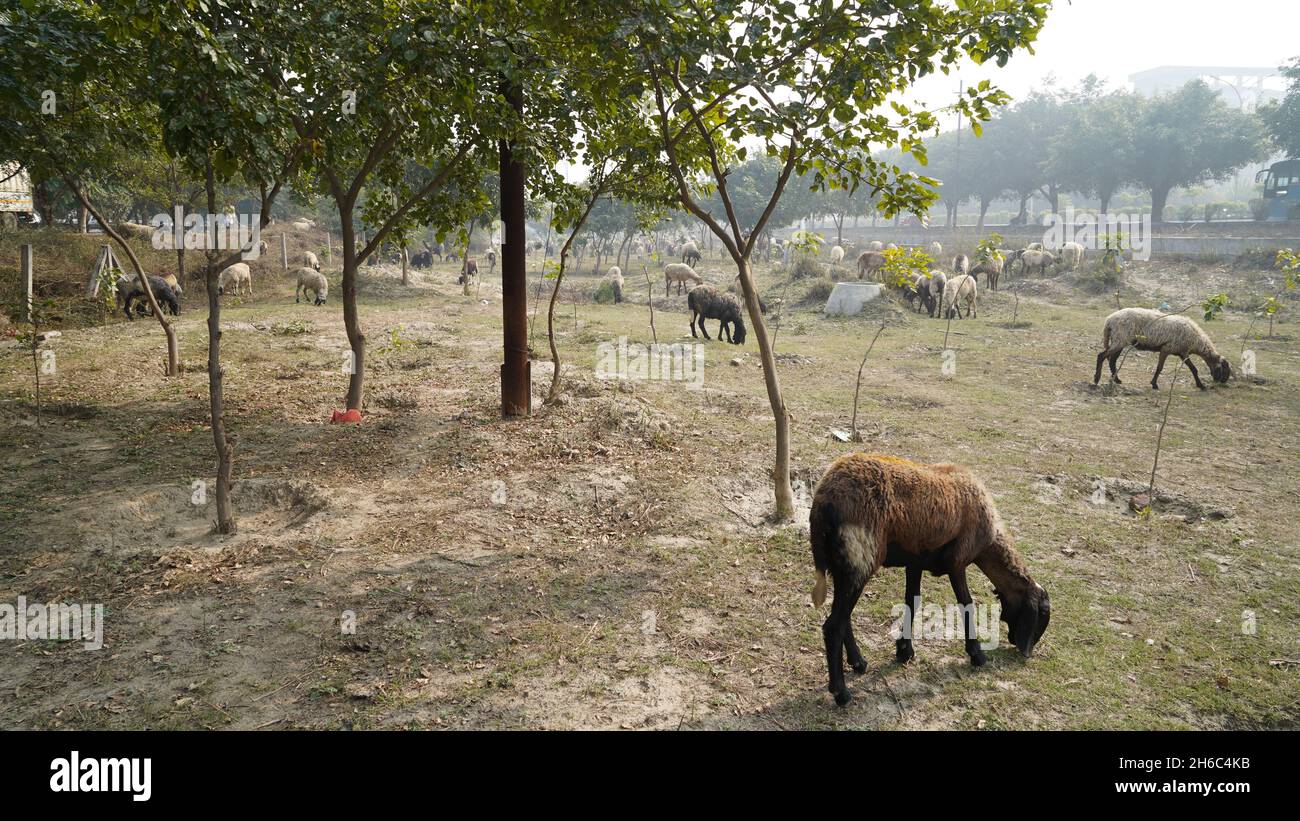 Immagine ad alta risoluzione: Allevamento di pastore #rajasthansheep, #indianshepherd, #thar desertsheep, #rajasthanlandscape, #ruralindia, Foto Stock