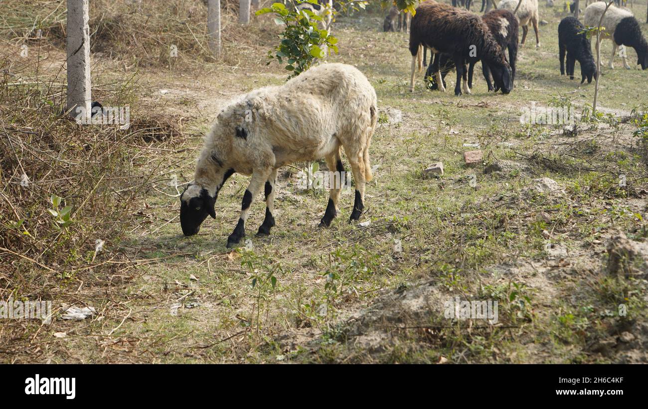 Immagine ad alta risoluzione: Allevamento di pastore #rajasthansheep, #indianshepherd, #thar desertsheep, #rajasthanlandscape, #ruralindia, Foto Stock Immagine ad alta risoluzione: Allevamento di pastore #rajasthansheep, #indianshepherd, #thar desertsheep, #rajasthanlandscape, #ruralindia, Foto Stock