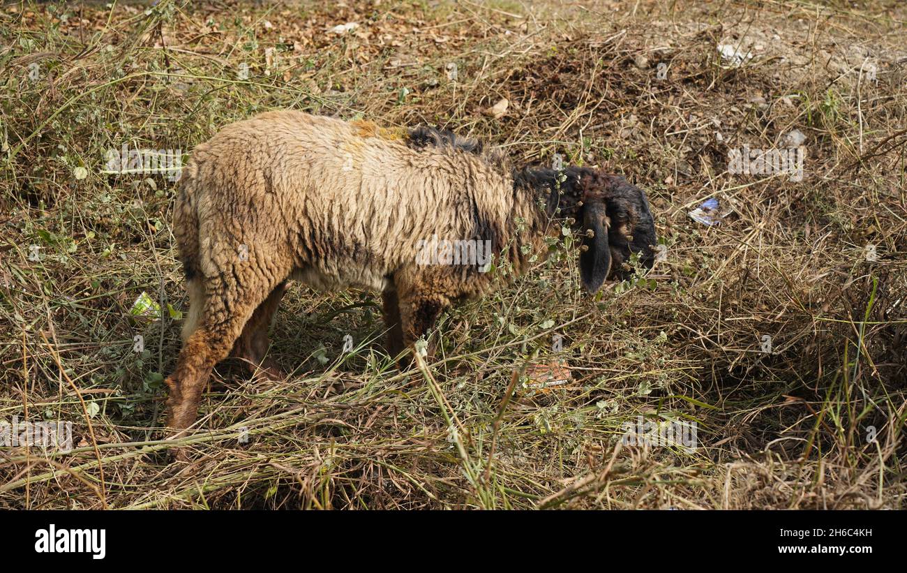 Immagine ad alta risoluzione: Allevamento di pastore #rajasthansheep, #indianshepherd, #thar desertsheep, #rajasthanlandscape, #ruralindia, Foto Stock