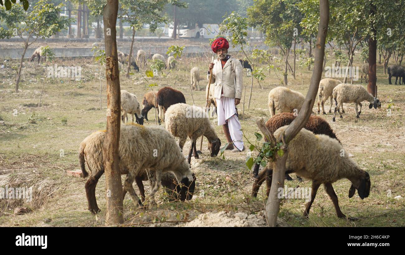 Immagine ad alta risoluzione: Allevamento di pastore #rajasthansheep, #indianshepherd, #thar desertsheep, #rajasthanlandscape, #ruralindia, Foto Stock