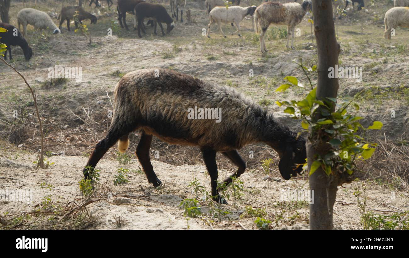 Immagine ad alta risoluzione: Allevamento di pastore #rajasthansheep, #indianshepherd, #thar desertsheep, #rajasthanlandscape, #ruralindia, Foto Stock