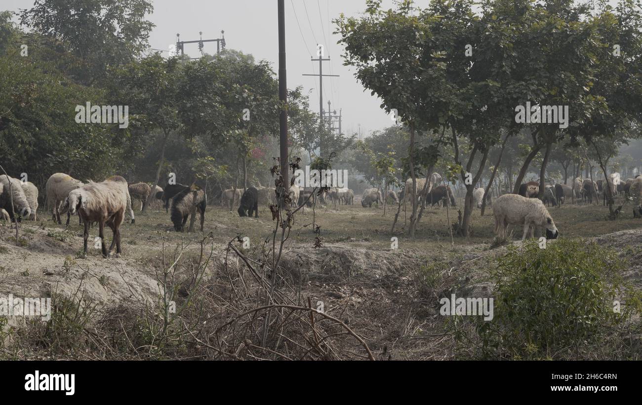 Immagine ad alta risoluzione: Allevamento di pastore #rajasthansheep, #indianshepherd, #thar desertsheep, #rajasthanlandscape, #ruralindia, Foto Stock