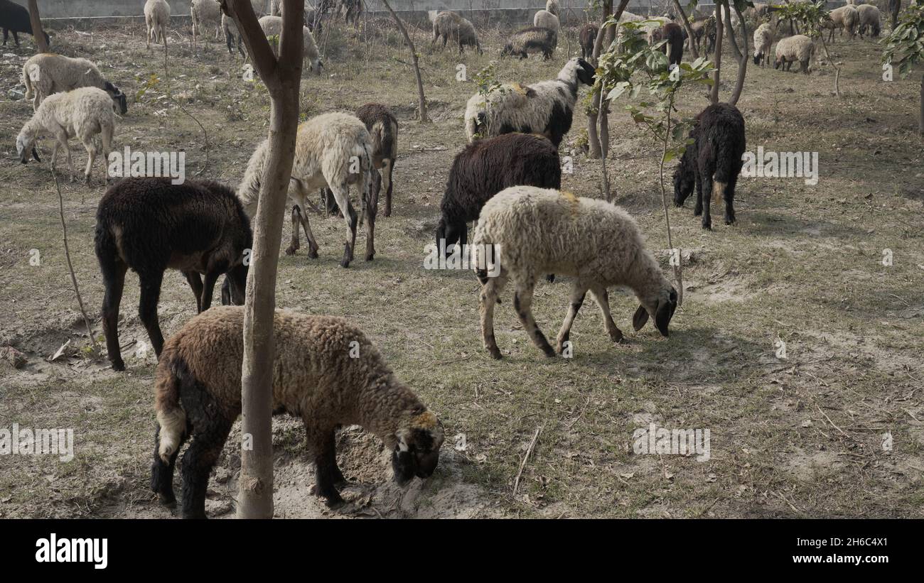 Immagine ad alta risoluzione: Allevamento di pastore #rajasthansheep, #indianshepherd, #thar desertsheep, #rajasthanlandscape, #ruralindia, Foto Stock
