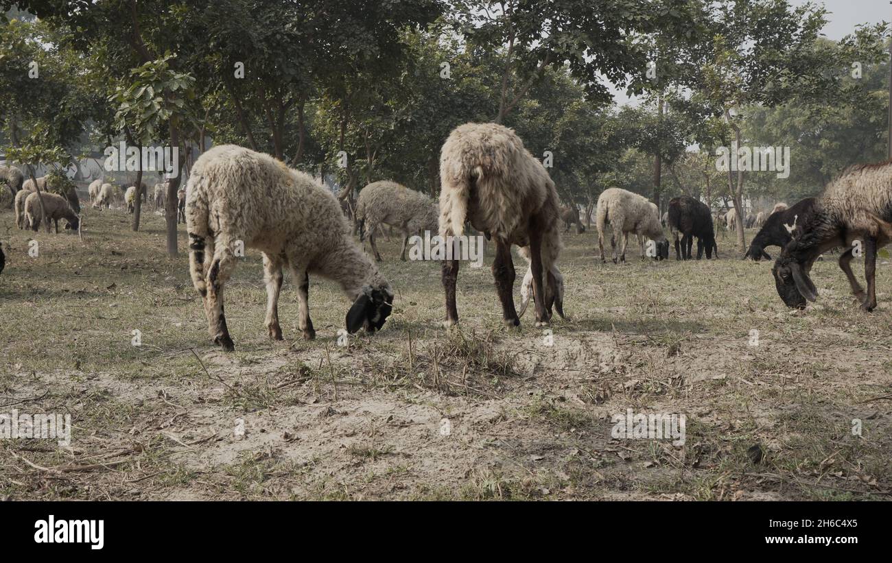 Immagine ad alta risoluzione: Allevamento di pastore #rajasthansheep, #indianshepherd, #thar desertsheep, #rajasthanlandscape, #ruralindia, Foto Stock