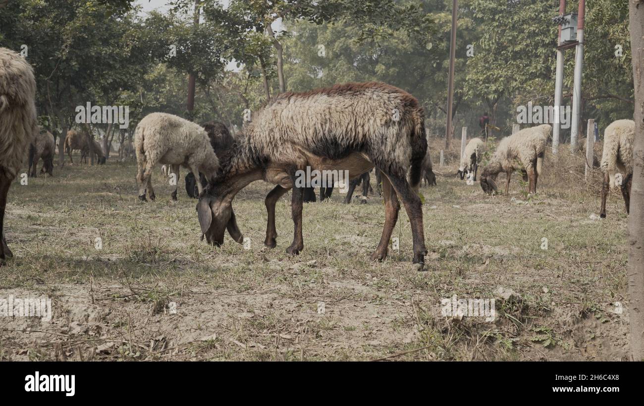 Immagine ad alta risoluzione: Allevamento di pastore #rajasthansheep, #indianshepherd, #thar desertsheep, #rajasthanlandscape, #ruralindia, Foto Stock