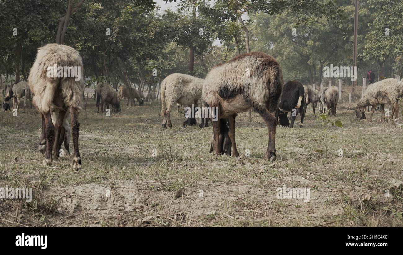 Immagine ad alta risoluzione: Allevamento di pastore #rajasthansheep, #indianshepherd, #thar desertsheep, #rajasthanlandscape, #ruralindia, Foto Stock