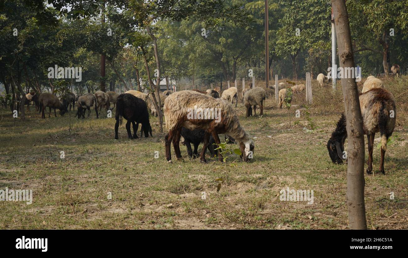 Immagine ad alta risoluzione: Allevamento di pastore #rajasthansheep, #indianshepherd, #thar desertsheep, #rajasthanlandscape, #ruralindia, Foto Stock
