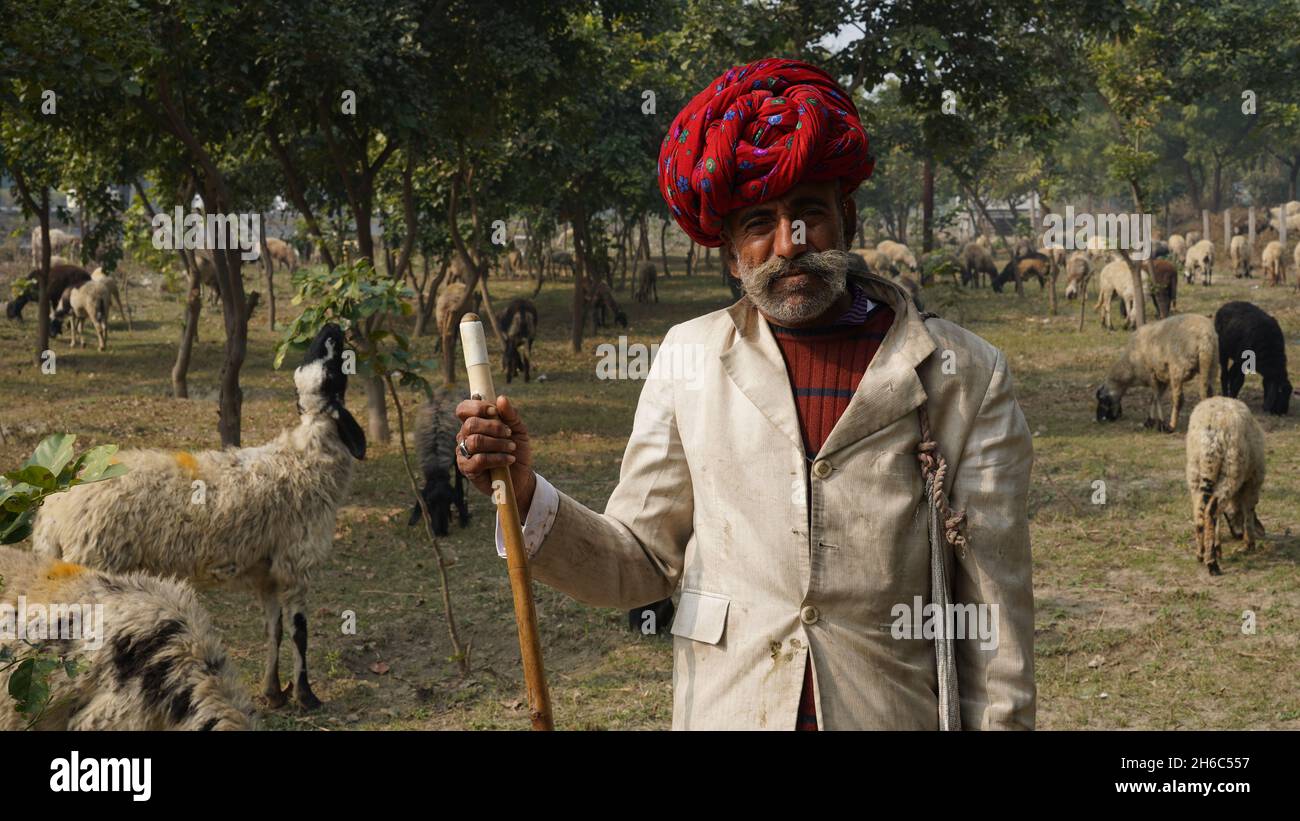 Immagine ad alta risoluzione: Allevamento di pastore #rajasthansheep, #indianshepherd, #thar desertsheep, #rajasthanlandscape, #ruralindia, Foto Stock