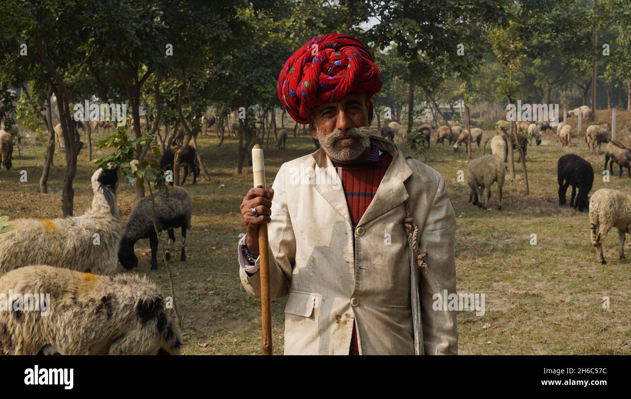 Immagine ad alta risoluzione: Allevamento di pastore #rajasthansheep, #indianshepherd, #thar desertsheep, #rajasthanlandscape, #ruralindia, Foto Stock