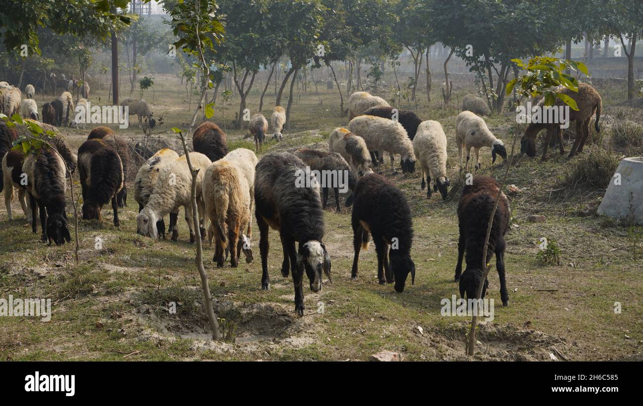 Immagine ad alta risoluzione: Allevamento di pastore #rajasthansheep, #indianshepherd, #thar desertsheep, #rajasthanlandscape, #ruralindia, Foto Stock