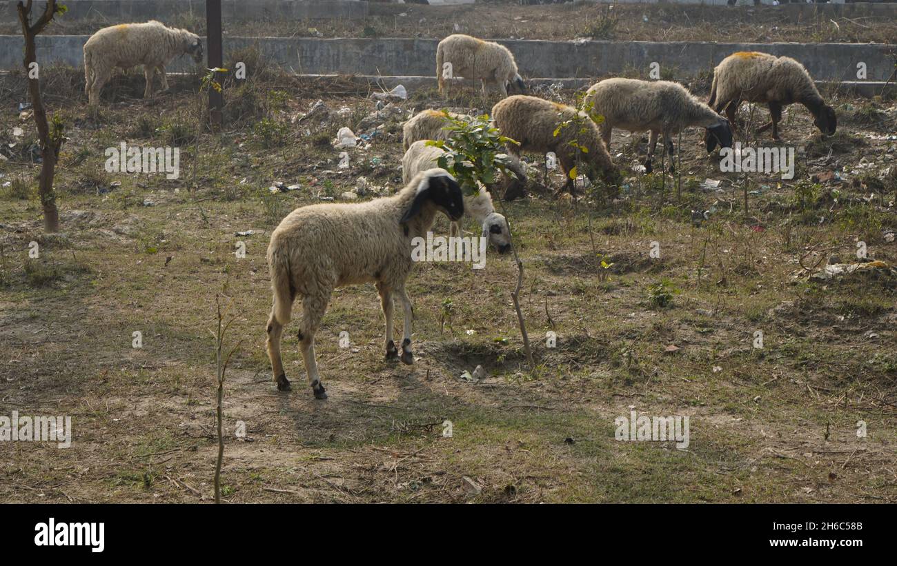 Immagine ad alta risoluzione: Allevamento di pastore #rajasthansheep, #indianshepherd, #thar desertsheep, #rajasthanlandscape, #ruralindia, Foto Stock