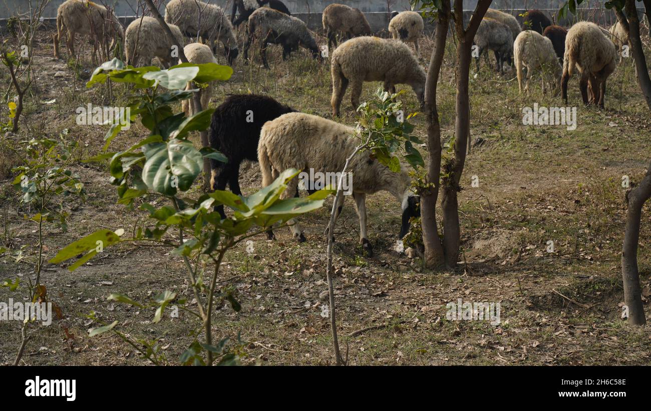 Immagine ad alta risoluzione: Allevamento di pastore #rajasthansheep, #indianshepherd, #thar desertsheep, #rajasthanlandscape, #ruralindia, Foto Stock