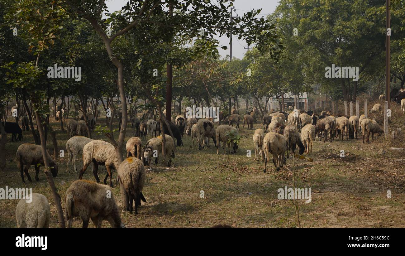 Immagine ad alta risoluzione: Allevamento di pastore #rajasthansheep, #indianshepherd, #thar desertsheep, #rajasthanlandscape, #ruralindia, Foto Stock