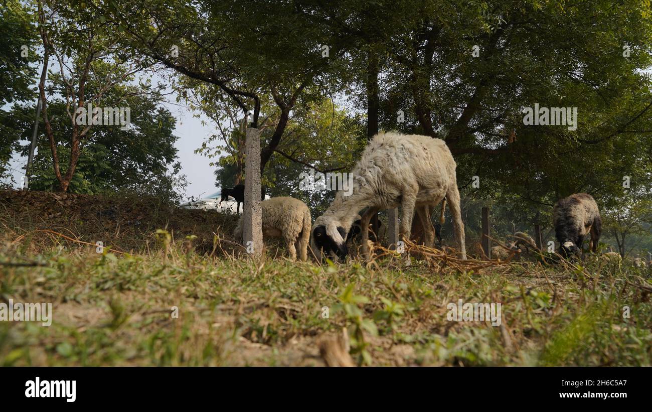 Immagine ad alta risoluzione: Allevamento di pastore #rajasthansheep, #indianshepherd, #thar desertsheep, #rajasthanlandscape, #ruralindia, Foto Stock
