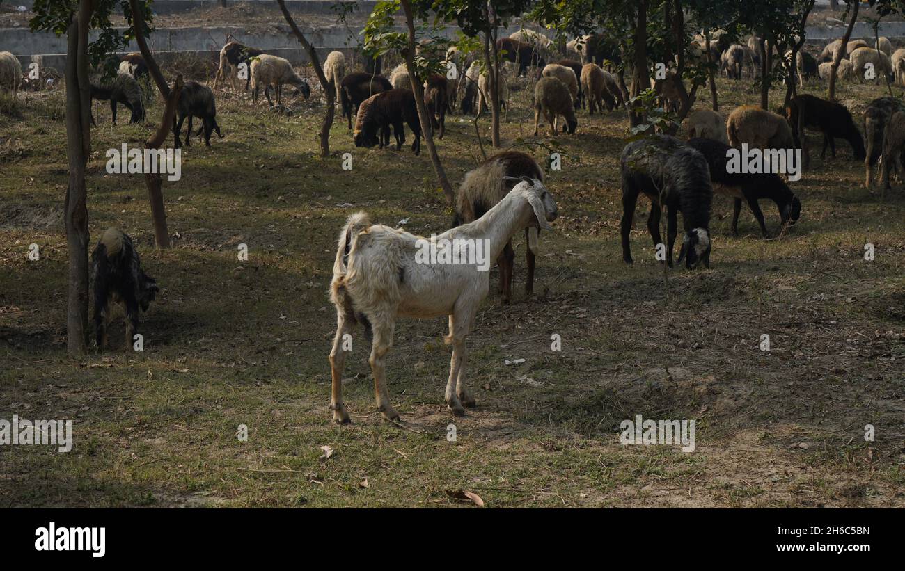 Immagine ad alta risoluzione: Allevamento di pastore #rajasthansheep, #indianshepherd, #thar desertsheep, #rajasthanlandscape, #ruralindia, Foto Stock