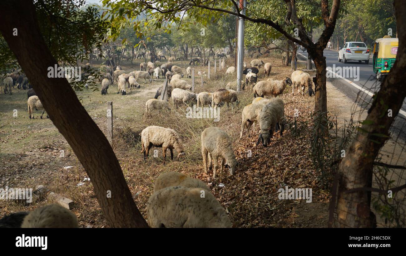 Immagine ad alta risoluzione: Allevamento di pastore #rajasthansheep, #indianshepherd, #thar desertsheep, #rajasthanlandscape, #ruralindia, Foto Stock
