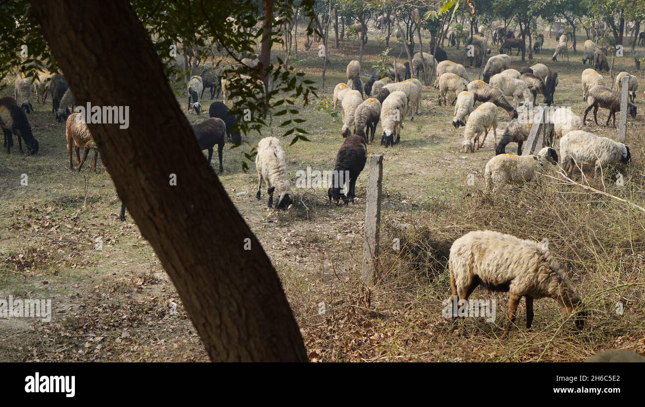 Immagine ad alta risoluzione: Allevamento di pastore #rajasthansheep, #indianshepherd, #thar desertsheep, #rajasthanlandscape, #ruralindia, Foto Stock