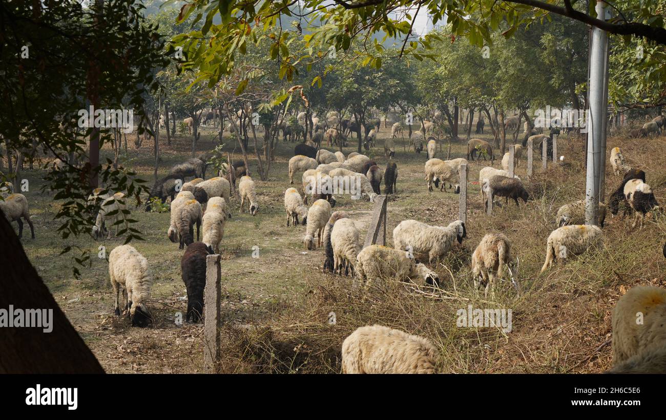 Immagine ad alta risoluzione: Allevamento di pastore #rajasthansheep, #indianshepherd, #thar desertsheep, #rajasthanlandscape, #ruralindia, Foto Stock
