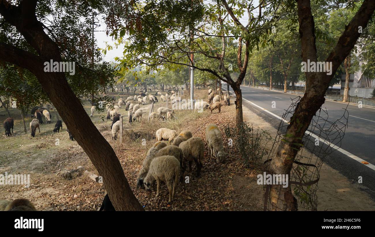 Immagine ad alta risoluzione: Allevamento di pastore #rajasthansheep, #indianshepherd, #thar desertsheep, #rajasthanlandscape, #ruralindia, Foto Stock