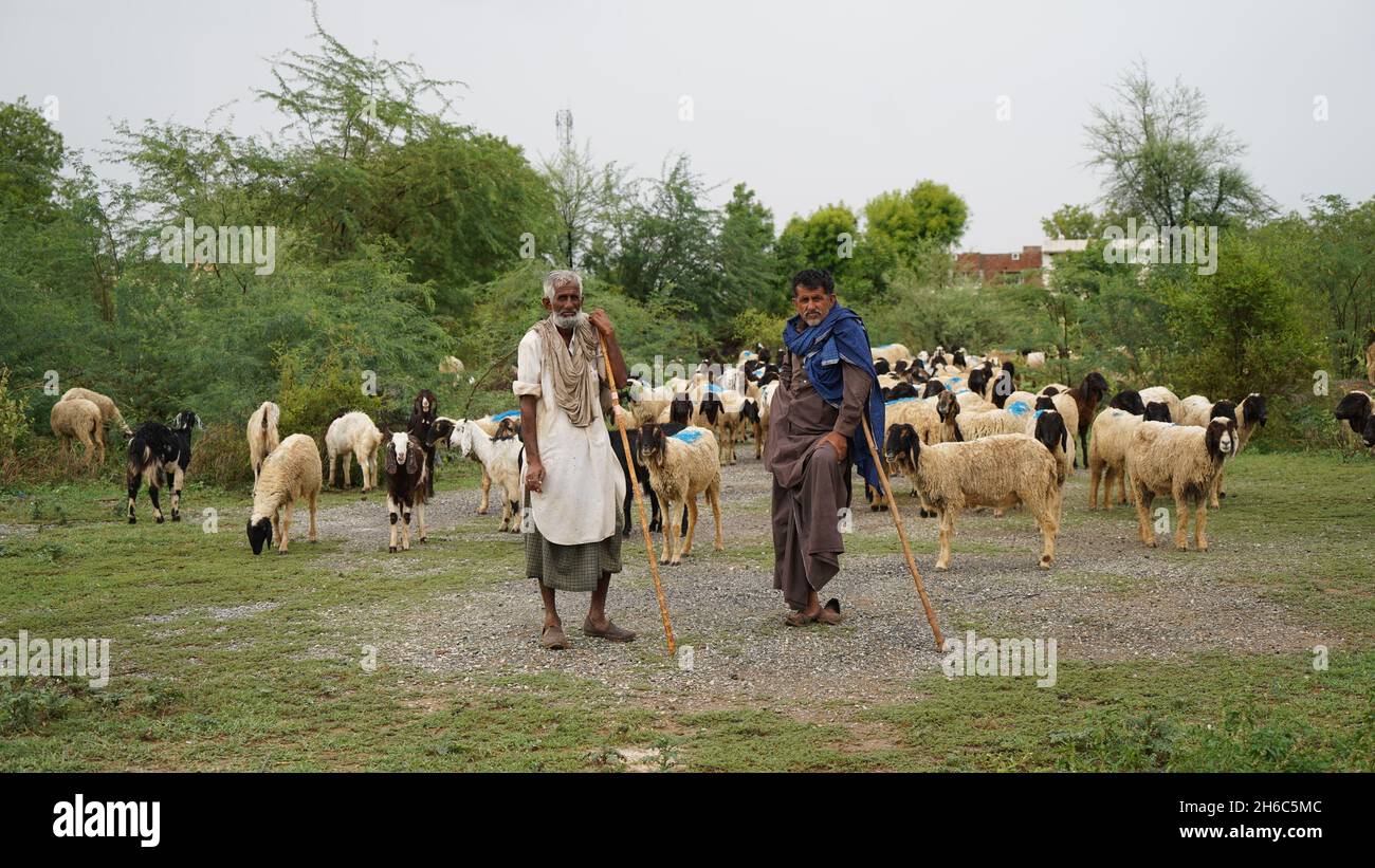 Immagine ad alta risoluzione: Allevamento di pastore #rajasthansheep, #indianshepherd, #thar desertsheep, #rajasthanlandscape, #ruralindia, Foto Stock
