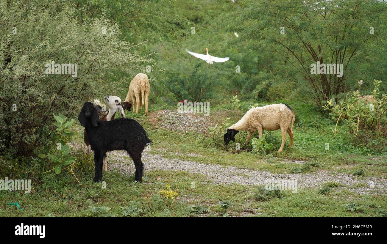 Immagine ad alta risoluzione: Allevamento di pastore #rajasthansheep, #indianshepherd, #thar desertsheep, #rajasthanlandscape, #ruralindia, Foto Stock