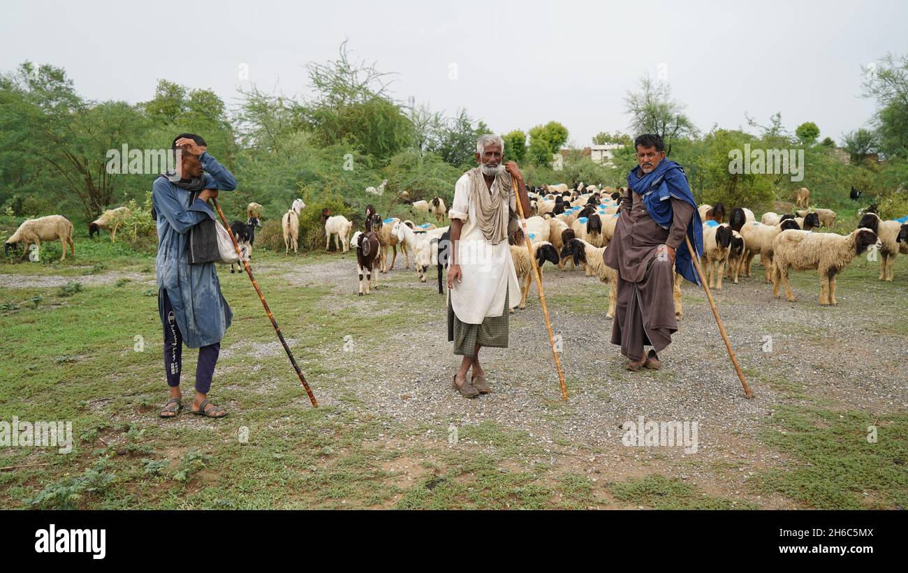 Immagine ad alta risoluzione: Allevamento di pastore #rajasthansheep, #indianshepherd, #thar desertsheep, #rajasthanlandscape, #ruralindia, Foto Stock